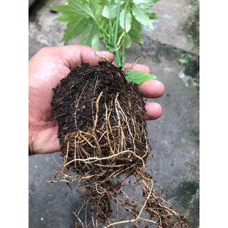 cây bìm bịp (xương khỉ ) 1 chậu lùm