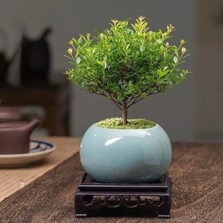  Chậu cây tiểu diệp xích nam + đôn mini để bàn - cây phong thuỷ nội thất 