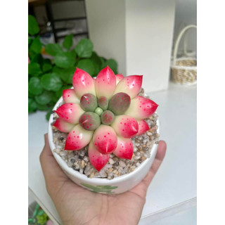 Sen đá đất sét Chậu sứ kích thước 6-7cm