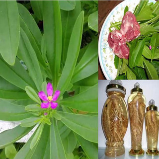 Hạt Giống Sâm Đất ( Thổ Sâm ) - Gói 20 hạt - Knseeds4