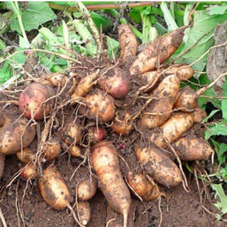 Hạt Giống Sâm Đất ( Thổ Sâm ) - Gói 20 hạt - Knseeds4