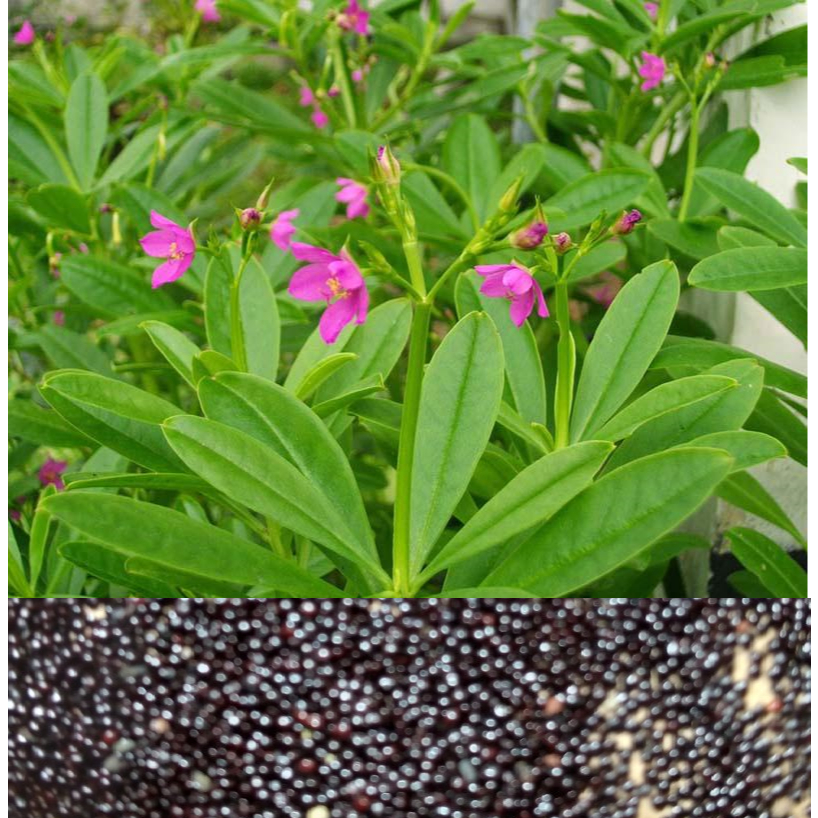 Hạt Giống Sâm Đất ( Thổ Sâm ) - Gói 20 hạt - Knseeds4