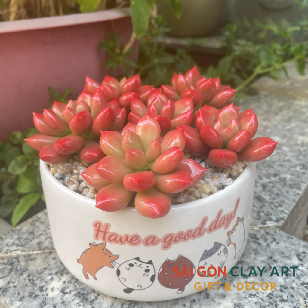 Chậu sen đá ruby đỏ làm bằng đất sét