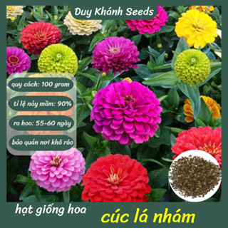 Hạt giống hoa cúc lá nhám nhiều màu (100 gram~15.000 hạt) - tỉ lệ nảy mầm cao, sống khoẻ, lâu phai