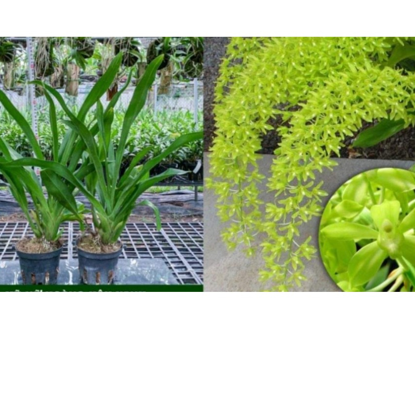 Hoa lan vũ nữ hoàng hậu xanh bụi to  thuần than chậu phi 16 sắp ra hoa