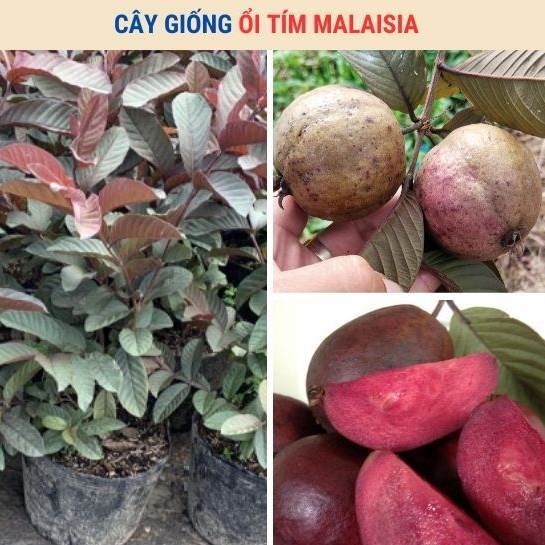 Chậu cây ổi tím malaysia ( Cao 50 - 80cm )