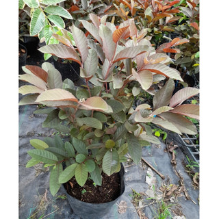 Chậu cây ổi tím malaysia ( Cao 50 - 80cm )
