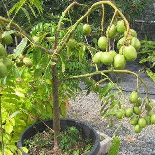 " Gói 5 Hạt " Hạt giống cây ăn trái cóc Thái lùn