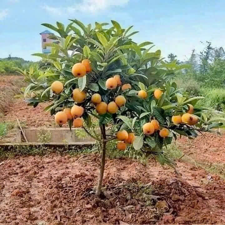 Cây Biwa nhót nhật giống (hình thật số 4)