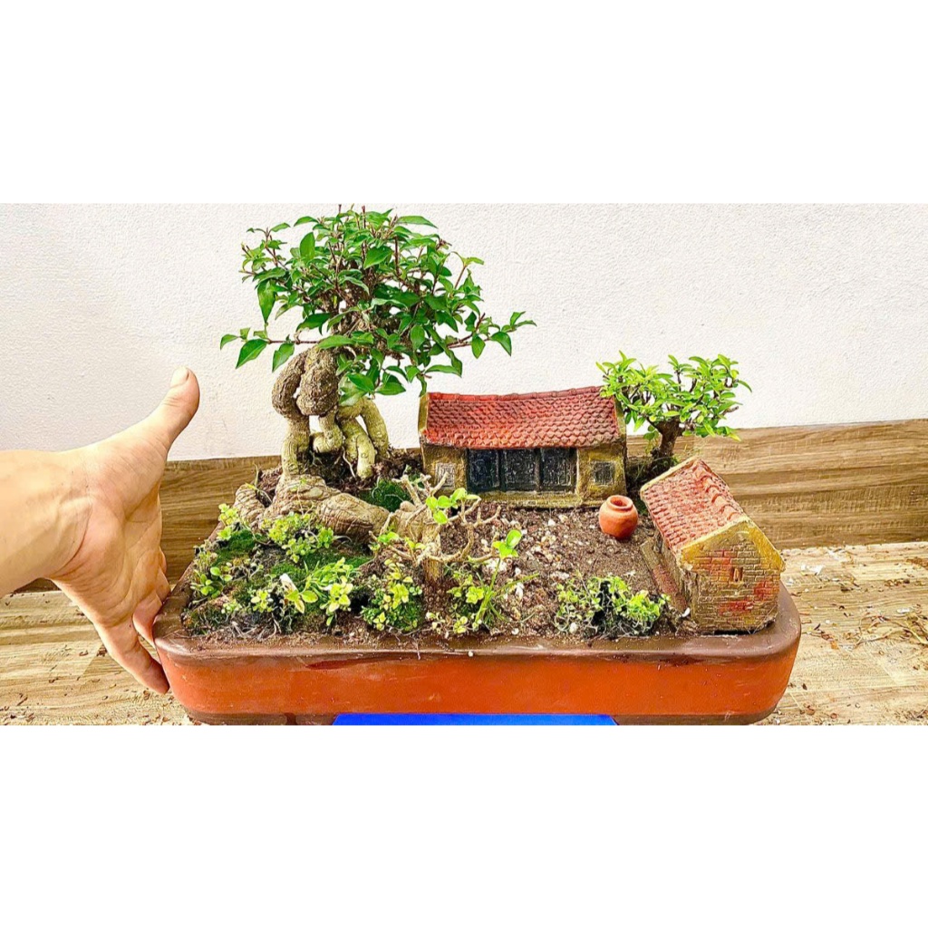 Tiểu cảnh mini nhà bắc bộ đã bao gồm toàn bộ cây và chậu Tiểu cảnh để bàn, chậu cây bonsai giá bán rẻ nhất toàn quốc