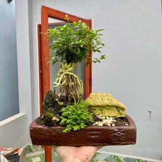 Chậu tiểu cảnh bonsai mini để bàn làm việc phong thủy bao gồm combo chậu và cây giá rẻ cực đẹp