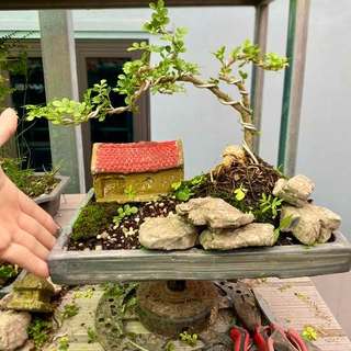 Chậu tiểu cảnh bonsai mini để bàn làm việc phong thủy bao gồm combo chậu và cây giá rẻ cực đẹp