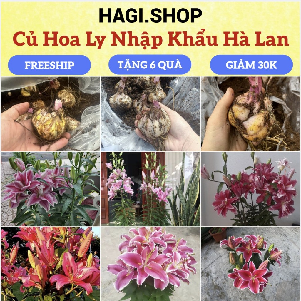 Củ ly kép, ly cao thơm Hà Lan size KHỔNG LỒ siêu hoa