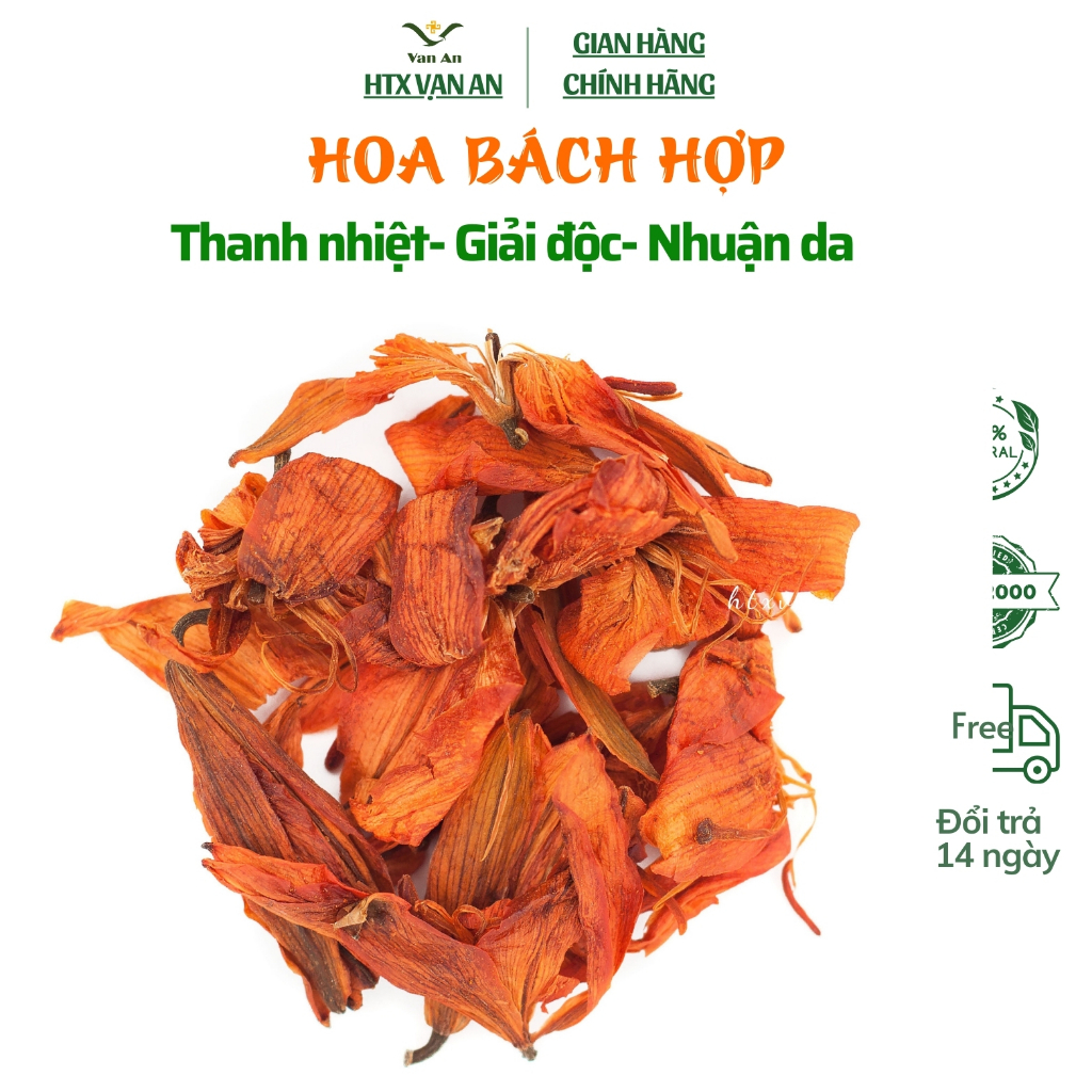 Hoa Bách Hợp sấy, giảm ho, thanh nhiệt cơ thể, giải độc, mát gan……….