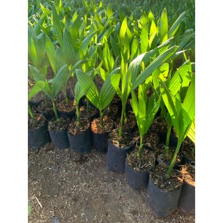 CÂY CAU LÙN - CAU TỨ QUÝ( cau lấy quả ăn trầu- cây 15-20cm )