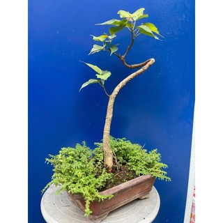 bồ đề bonsai gôc bự trang trí vườn