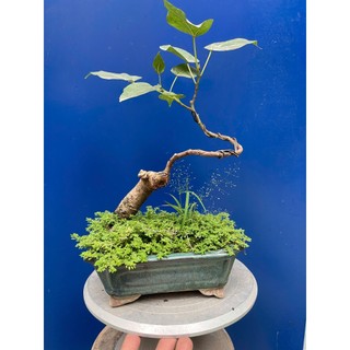 bồ đề bonsai gôc bự trang trí vườn