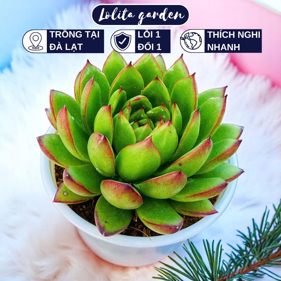 Sen đá viền lửa Đà Lạt size trung bình cây cảnh trang trí nhà cửa Lolita garden