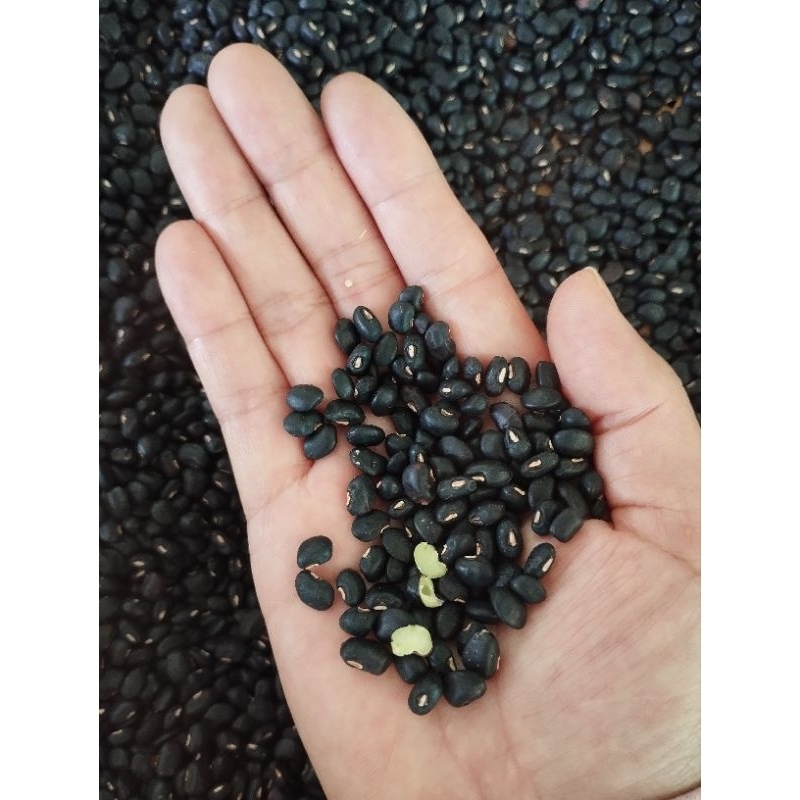 Đậu đen xanh lòng - 500g. chuẩn giống