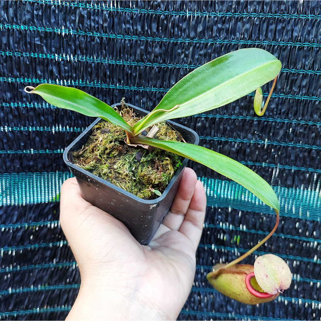 Cây nắp ấm N. viking x Miranda, bắt côn trùng