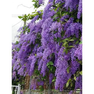 Chậu cây mai xanh Thái size Trung