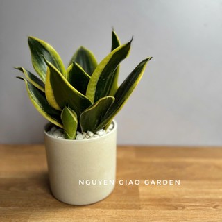 Cây lưỡi hổ thái chậu sứ để bàn dễ chăm sóc