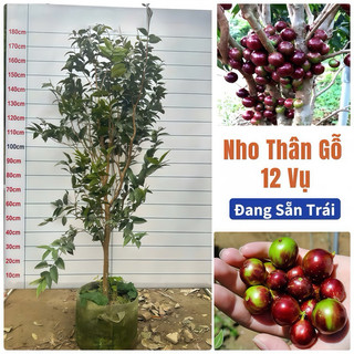  Nho thân gỗ 12   đang sẵn trái  - trồng được 6 năm tuổi trái to- ngọt 