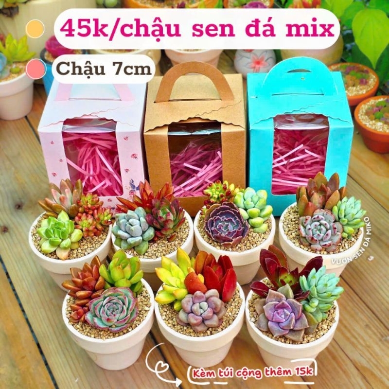 Combo sen đá mix ngẫu nhiên trồng sẵn vào chậu đất nung thích hợp làm sự kiện quà tặng MIKO_GARDEN