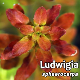 Liên Hoa Thảo - Ludwigia Sphaerocarpa | Cây Thủy Sinh Trung Cảnh, Cắt Cắm (5 ngọn)