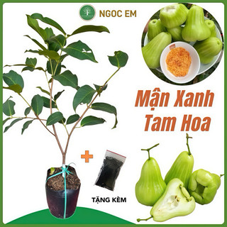  Cây Mận Xanh Tam Hoa  90Cm  giòn ngọt -dễ trồng nhanh trái 