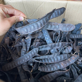  1KG Bồ Kết Khô Loại 1 Nguyên Trái Quả Đều Đẹp Xông Nhà Gội Đầu  Giá Sỉ  