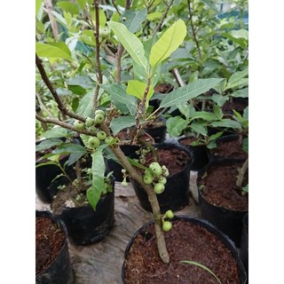 Cây sung cảnh (sung nếp, cam kết cây có quả)