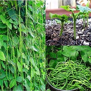 Hạt giống Đậu Đũa Siêu Dài RADO cao cấp, trái ngon ngọt, năng suất cao