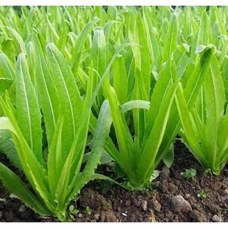 Tổng hợp Hạt giống Rau Thơm RADO các loại, nảy mầm mạnh, dễ trồng, mau thu hoạch