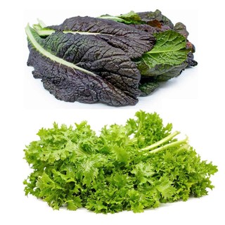 Hạt giống Cải Wasabi Nhật (Cải Mù Tạt) RADO dễ trồng, ăn ngon, mau thu hoạch