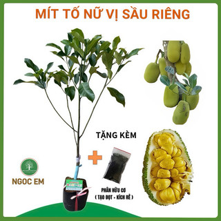  Cây Mít tố nữ vị sầu riêng Cây Lỡ  chui cành  Đài Loan 1mét  chuẩn giống- siêu thơm trồng 1 năm có trái 