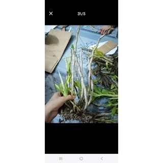 2 giề lan Báo Hỷ mầm gốc