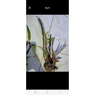 2 giề lan Báo Hỷ mầm gốc