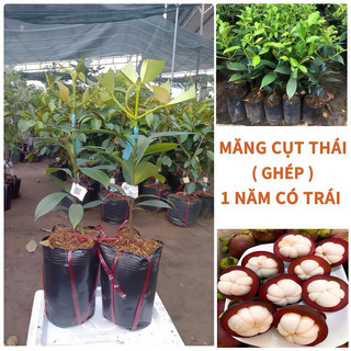  Măng cụt thái ghép Loại lớn-   trồng 1năm có trái   chuẩn giống 