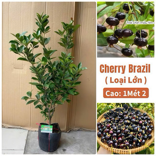  CÂY GIỐNG CHERRY BRAZIL- Lớn  CÂY CAO 1Mét 2  -CHUẨN GIỐNG F1 