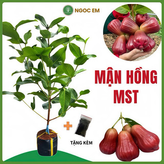 Mận hồng sóc trăng MST  nhánh xum xê,nhanh trái và dễ trồng 