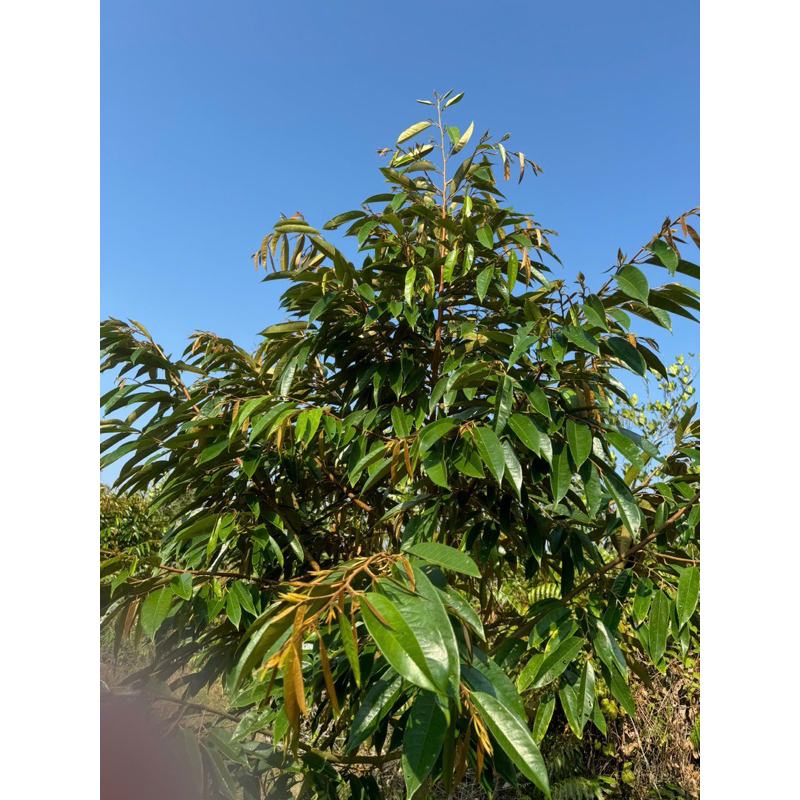 Phân bón kích rễ DASSHU Z1000 (hũ 1kg) siêu bung đọt