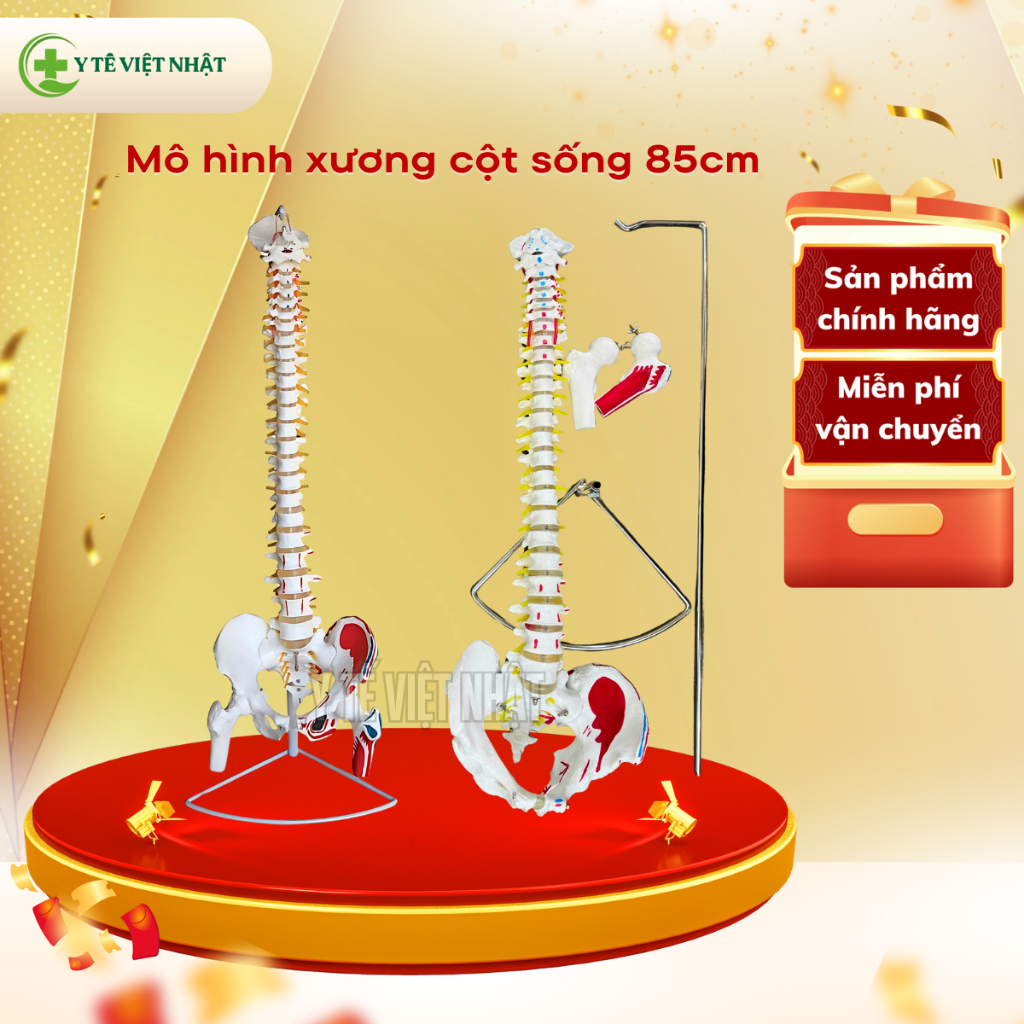 Mô hình giải phẫu cột sống 45-85cm, mô hình xương cột sống, mô hình giải phẫu cột sống
