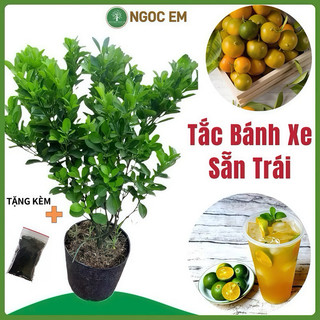  Cây tắc bánh xe  cây quất gốc lớn nhánh nhiều -đang sẵn quả dễ trồng siêu trái... 