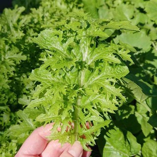 Hạt giống Cải Wasabi Nhật (Cải Mù Tạt) RADO dễ trồng, ăn ngon, mau thu hoạch