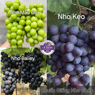  Combo 3 cây . Nho Kẹo. Nho Bailey. Nho Mẫu Đơn. Giống nho khoẻ Kháng bệnh tốt Dễ Cho Trái. 