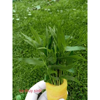 Cây tre nước thủy sinh -15 cây thủy sinh cắt cắm đẹp dễ trồng không cần CO2