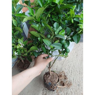 chanh ta chiết cành bầu nhỏ cây giống chuẩn bị ra hoa quả[giao như ảnh 2]