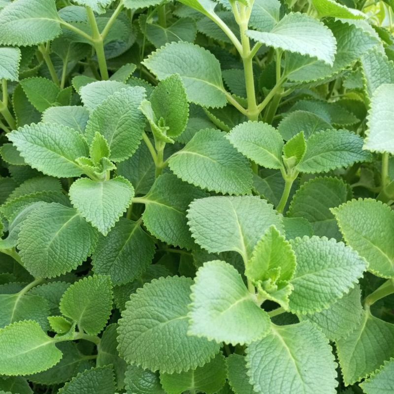 1kg hung chanh.tan lá dày