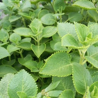 1kg hung chanh.tan lá dày